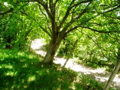 Земля Арагацотнская область, с. Уши, Армения, 6 000 м² - фото 1