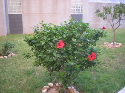 Квартира в Торревьехе, Испания, 50 м² - фото 6