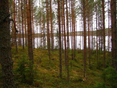 Земля в Руоколахти, Финляндия, 5 000 м2 - фото 1