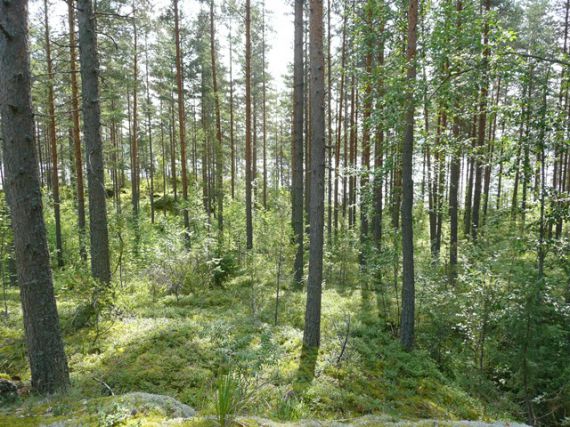 Земля в Савитайпале, Финляндия, 163 900 м2 - фото 1