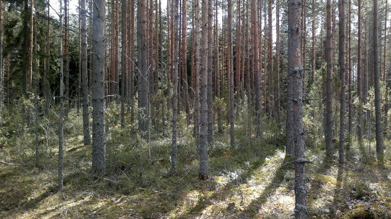 Земля в Руоколахти, Финляндия, 3 850 сот. - фото 1