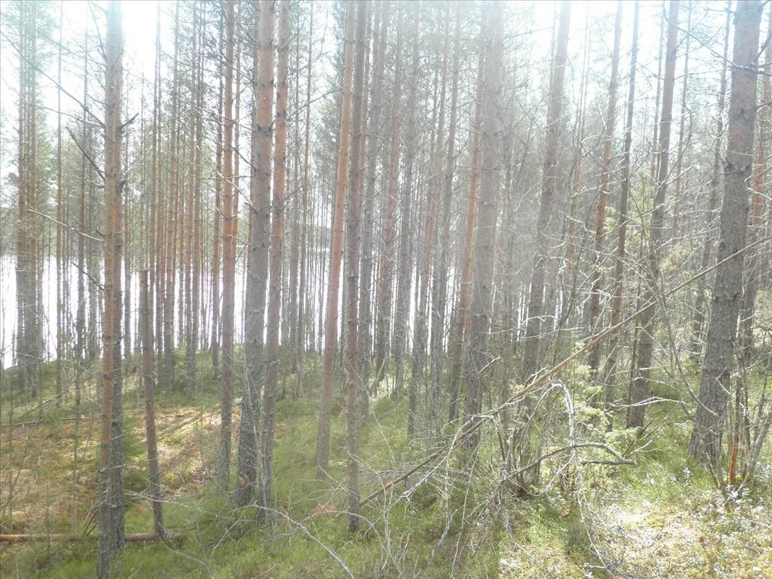 Земля в Пуумала, Финляндия, 3 640 м2 - фото 1