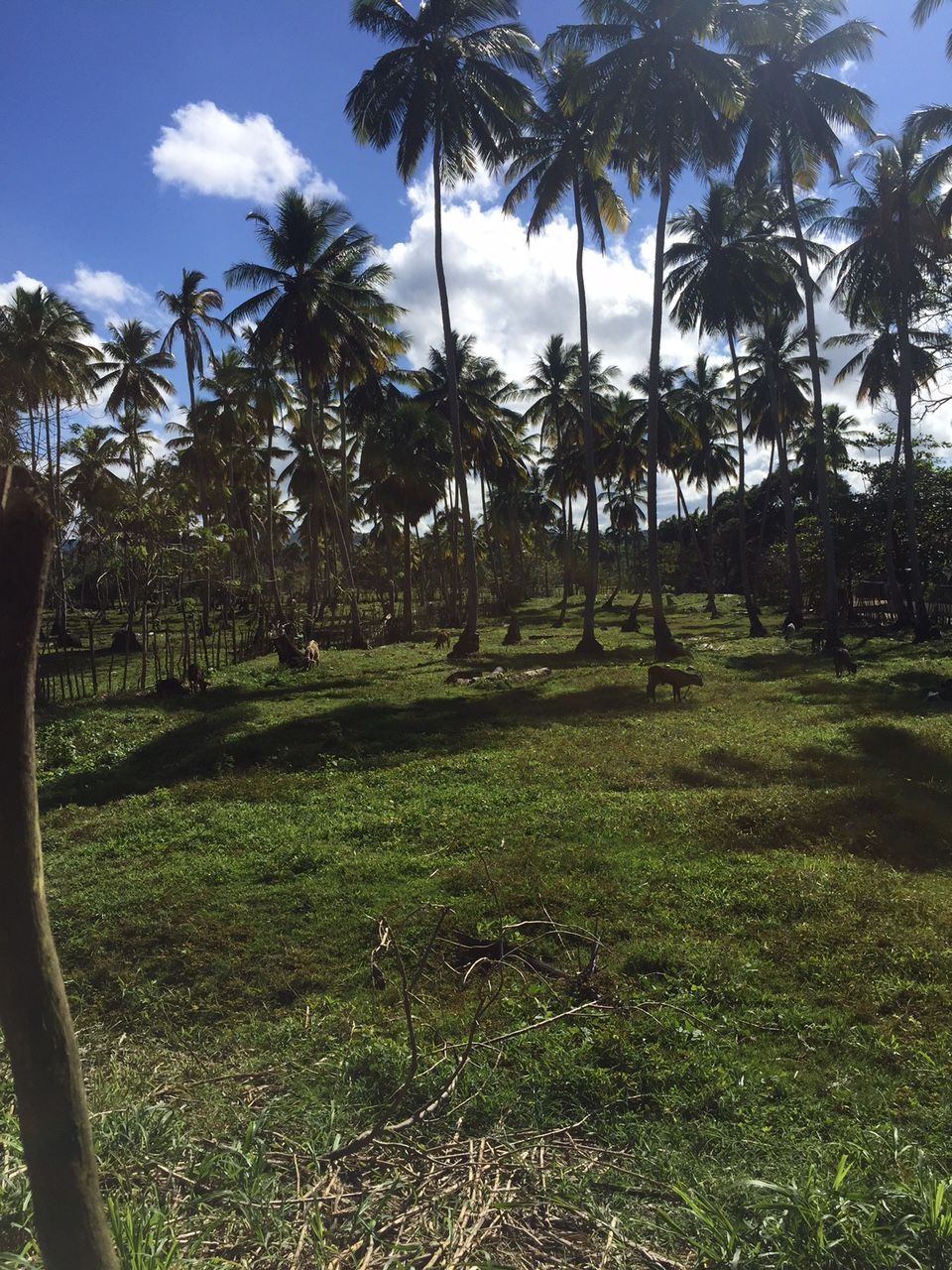 Земля в Кабарете, Доминиканская Республика, 9 350 м² - фото 7