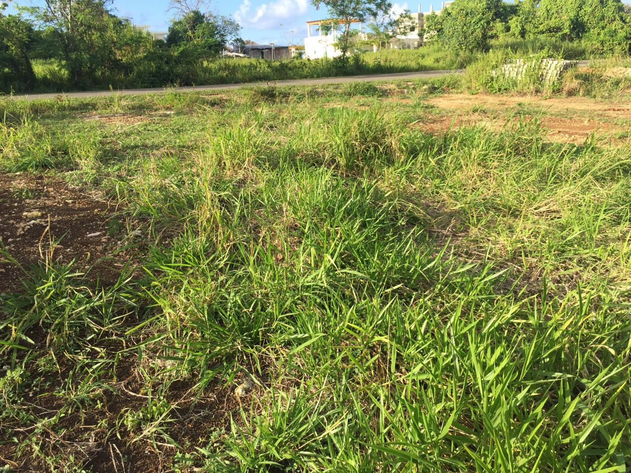 Земля в Сосуа, Доминиканская Республика, 339 м² - фото 9