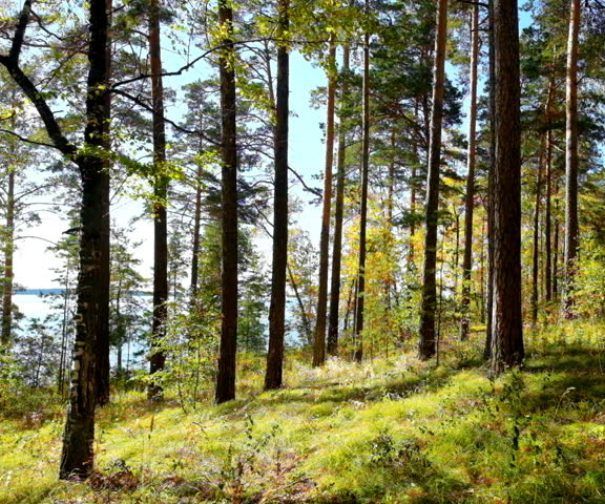 Земля в Суоменниеми, Финляндия, 0.3 Га - фото 1
