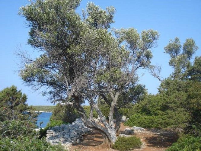 Остров на Мали-Лошини, Хорватия, 37 Га - фото 5