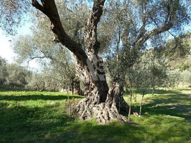 Земля в Кунье, Черногория, 1 970 м² - фото 2