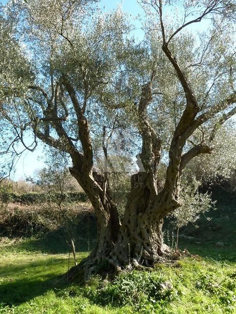 Земля в Кунье, Черногория, 1 970 м² - фото 7