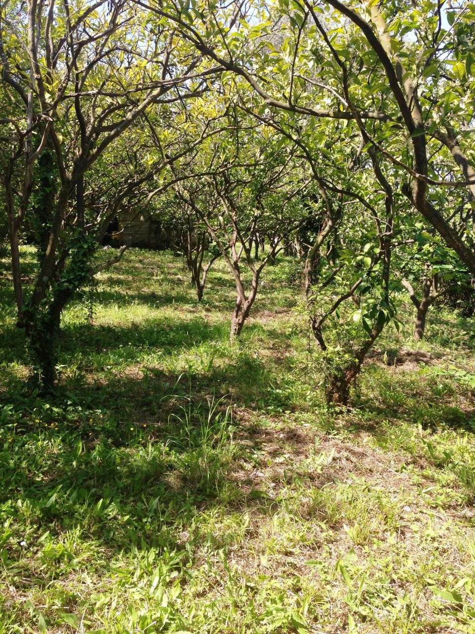 Земля в Баре, Черногория, 3 350 м² - фото 5