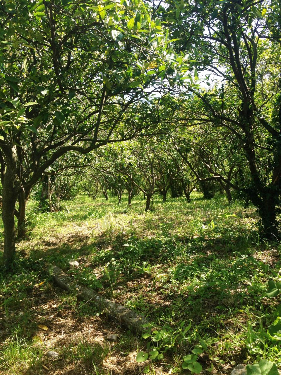 Земля в Баре, Черногория, 3 350 м² - фото 7