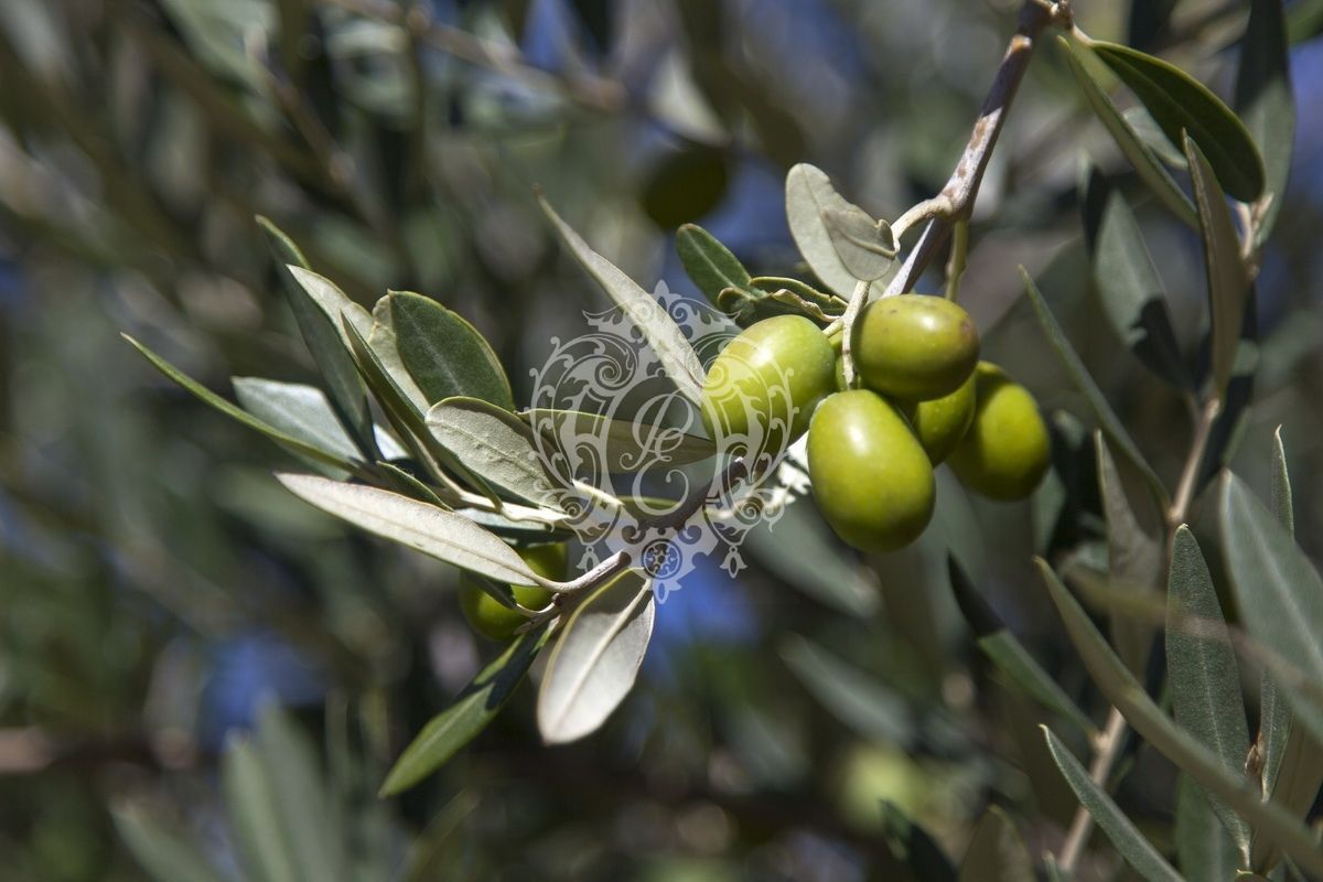 Отель, гостиница в Тоди, Италия, 1 626 м² - фото 8