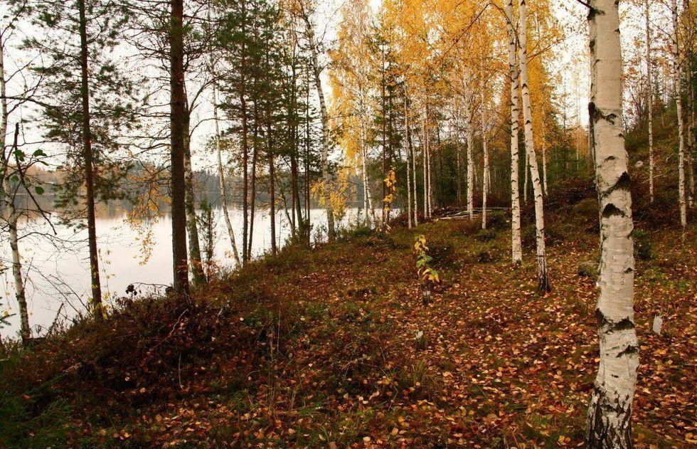 Земля в Савонлинне, Финляндия, 39.6 сот. - фото 1