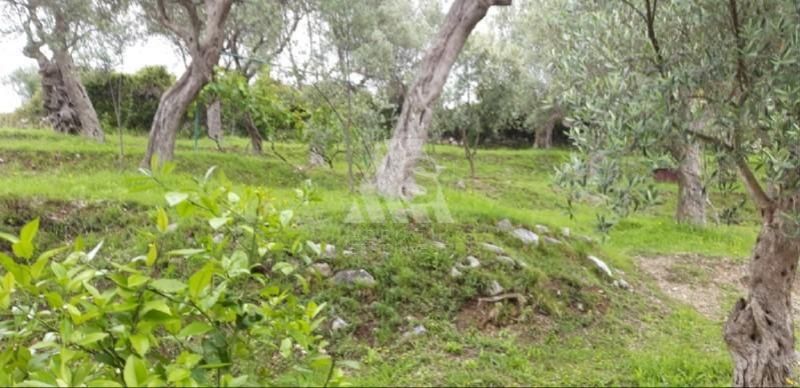 Земля в Баре, Черногория, 2 908 м² - фото 2