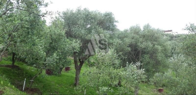 Земля в Баре, Черногория, 2 908 м² - фото 8