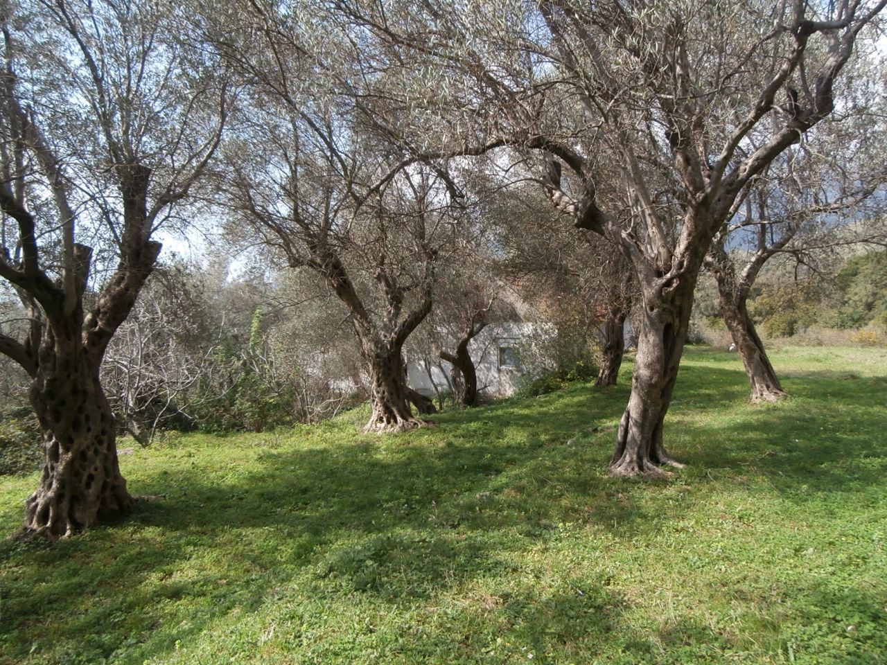 Земля в Баре, Черногория, 2 200 м² - фото 6