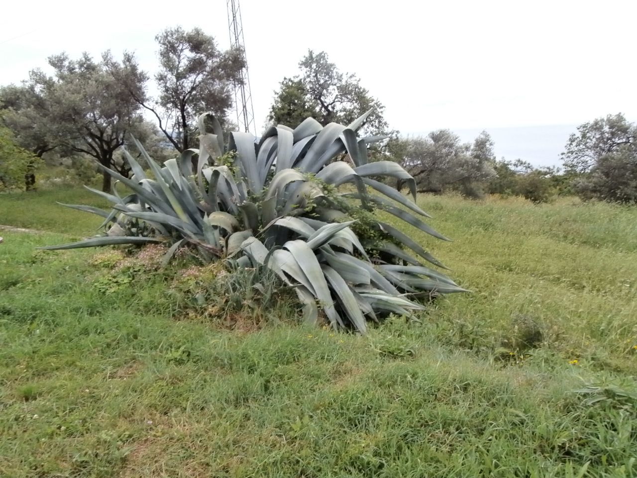 Земля в Добра Воде, Черногория, 7 662 м² - фото 2