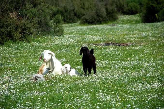 Земля в Фетхие, Турция, 1 000 м² - фото 7