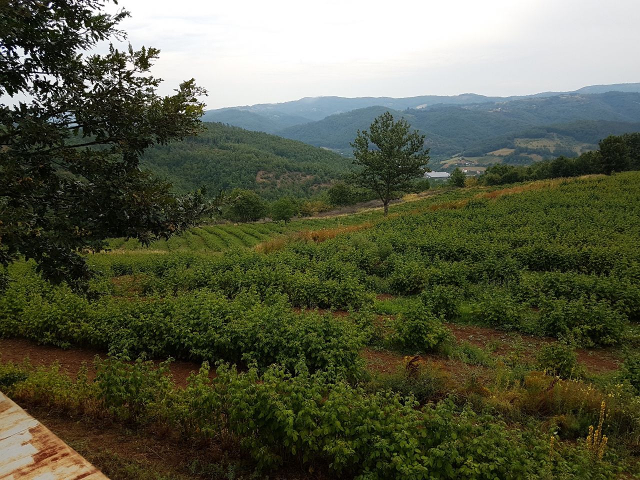 Земля в Нише, Сербия, 10 Га - фото 3