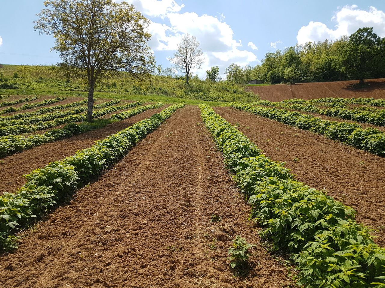 Земля в Нише, Сербия, 10 Га - фото 6