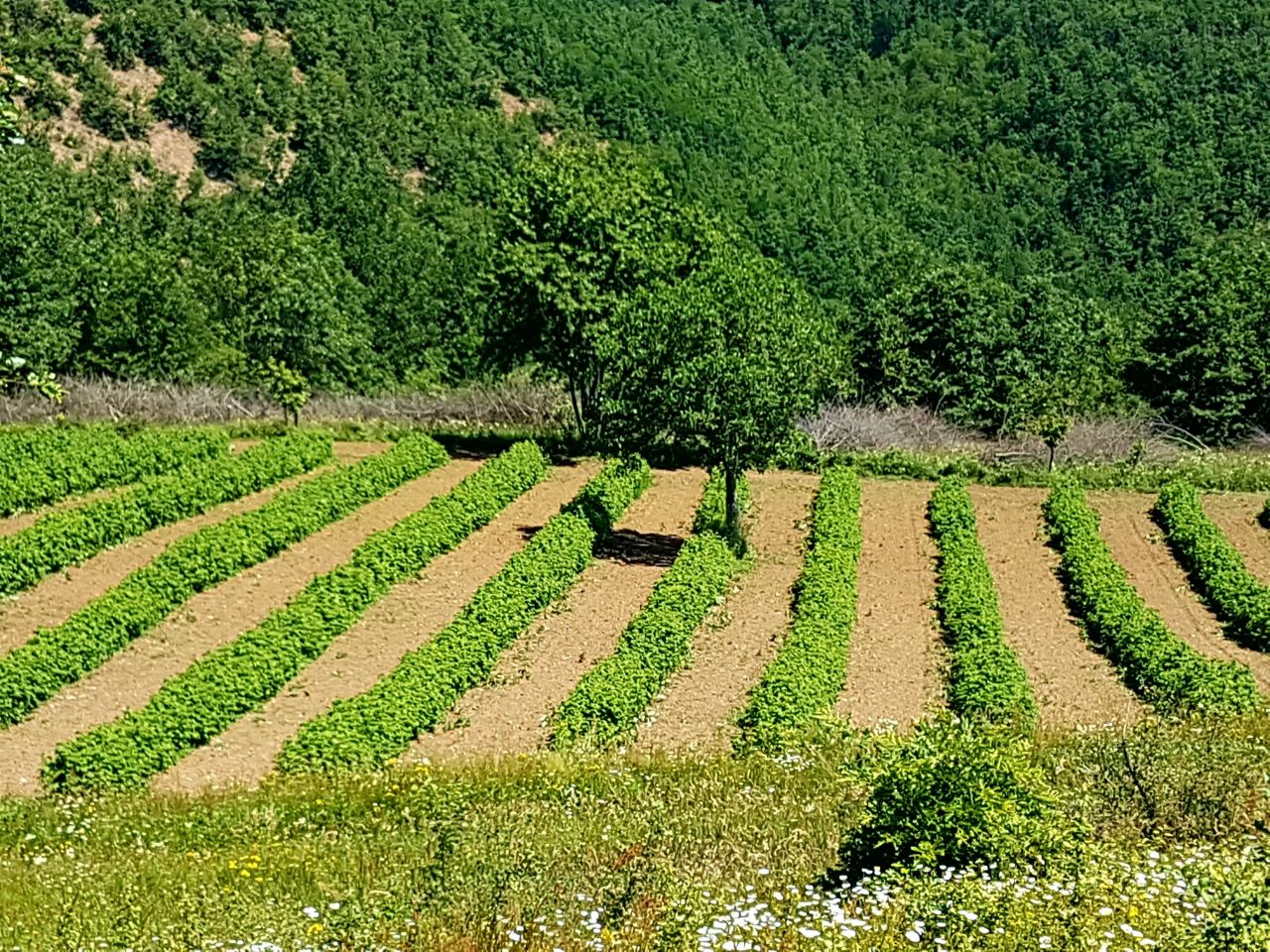 Дом в Нише, Сербия, 70 м² - фото 13