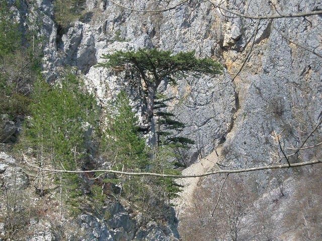 Земля в Мойковаце, Черногория, 53 999 м² - фото 15