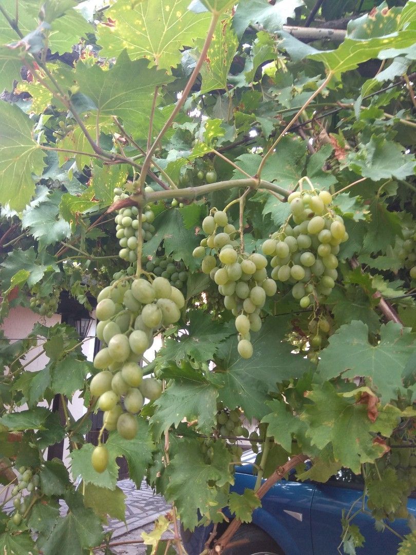 Дом в Каменари, Черногория, 135 м² - фото 10