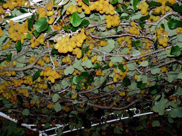 Дом в Каменари, Черногория, 135 м² - фото 12