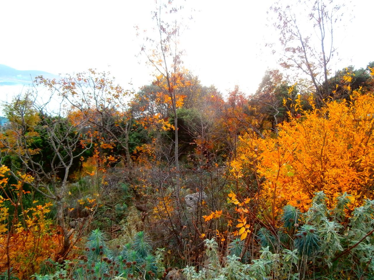 Земля в Баре, Черногория, 21 000 м² - фото 2