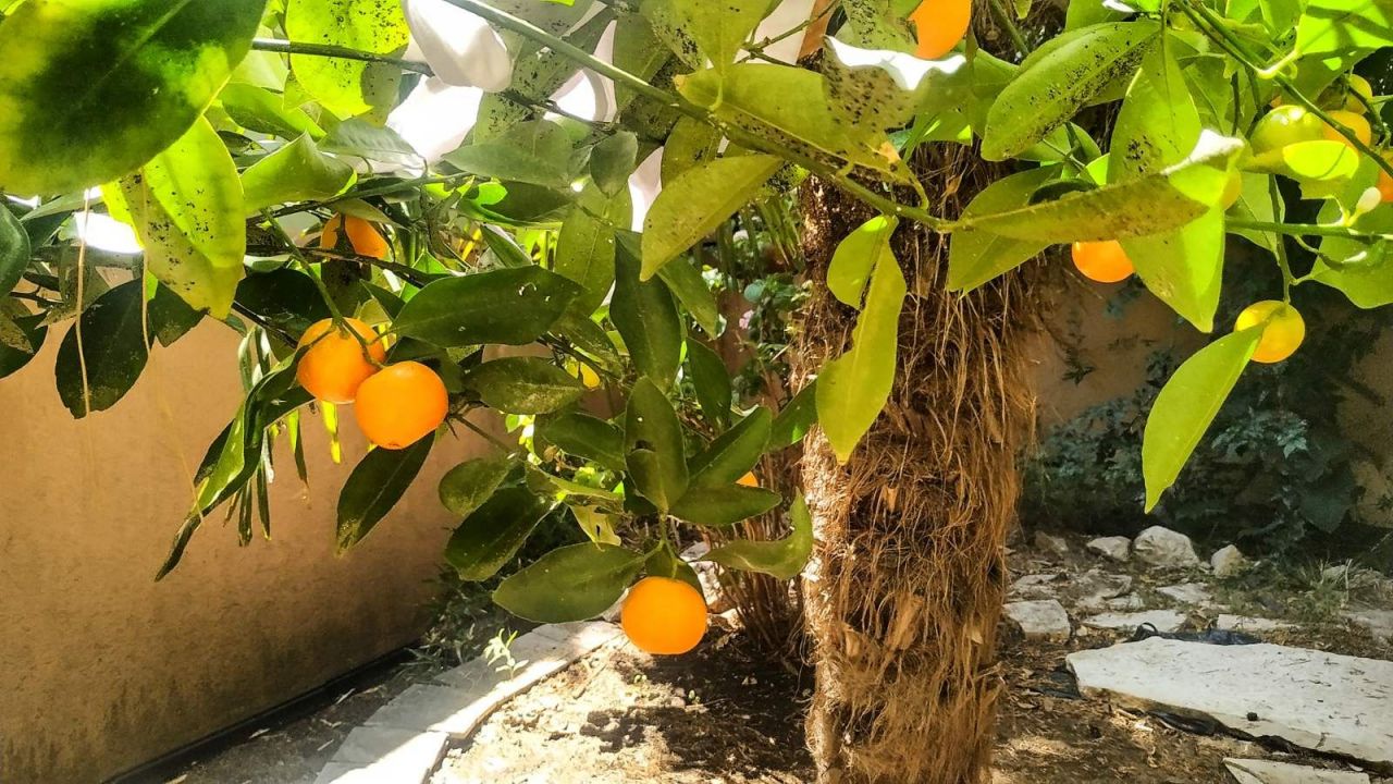 Коммерческая недвижимость Зеленый Пояс, Черногория, 200 м² - фото 6