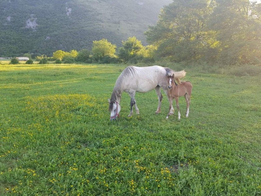 Земля в Даниловграде, Черногория, 18 000 м² - фото 2