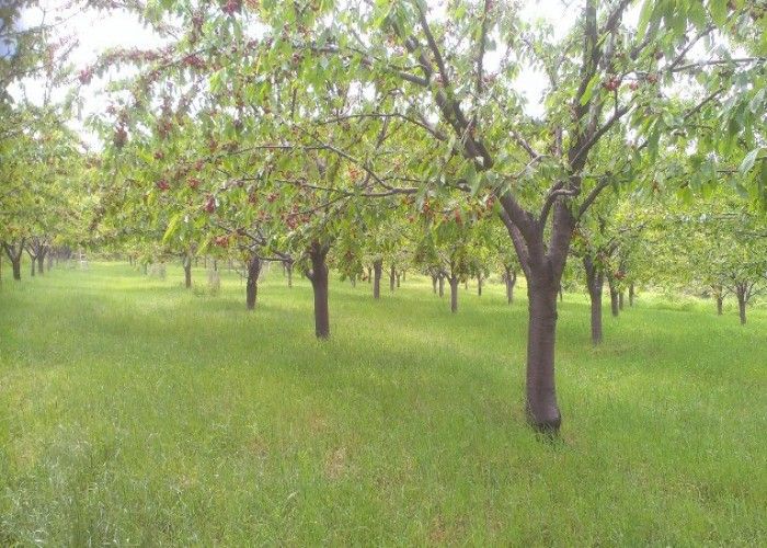 Коммерческая недвижимость в Бургасе, Болгария, 2 000 м² - фото 1