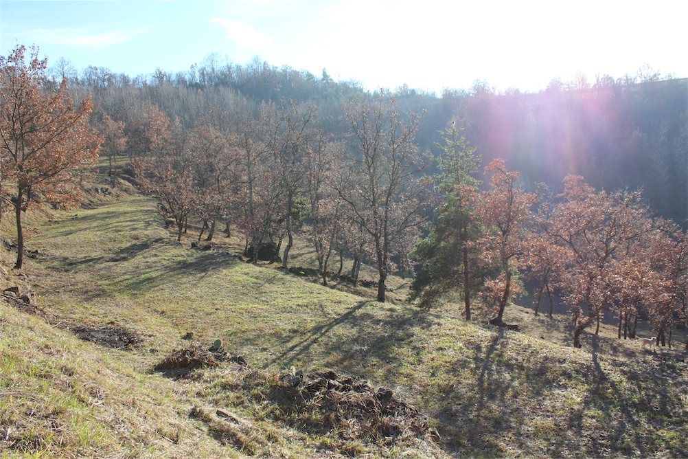 Земля в Буйе, Хорватия, 18 500 м² - фото 9