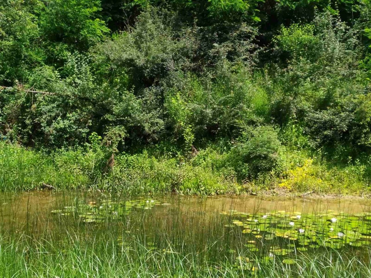 Земля в Даниловграде, Черногория, 15 500 м² - фото 2