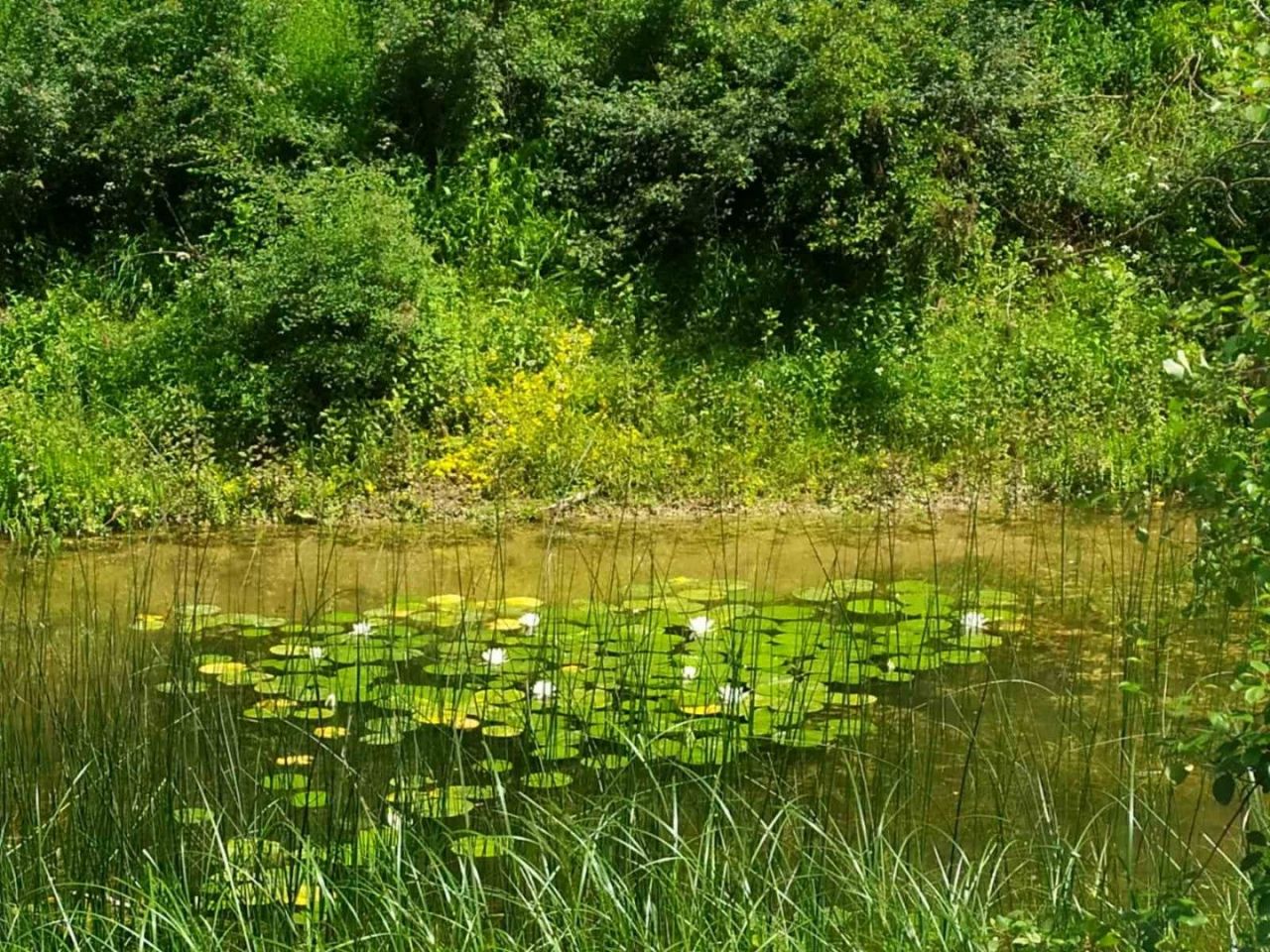 Земля в Даниловграде, Черногория, 15 500 м² - фото 3