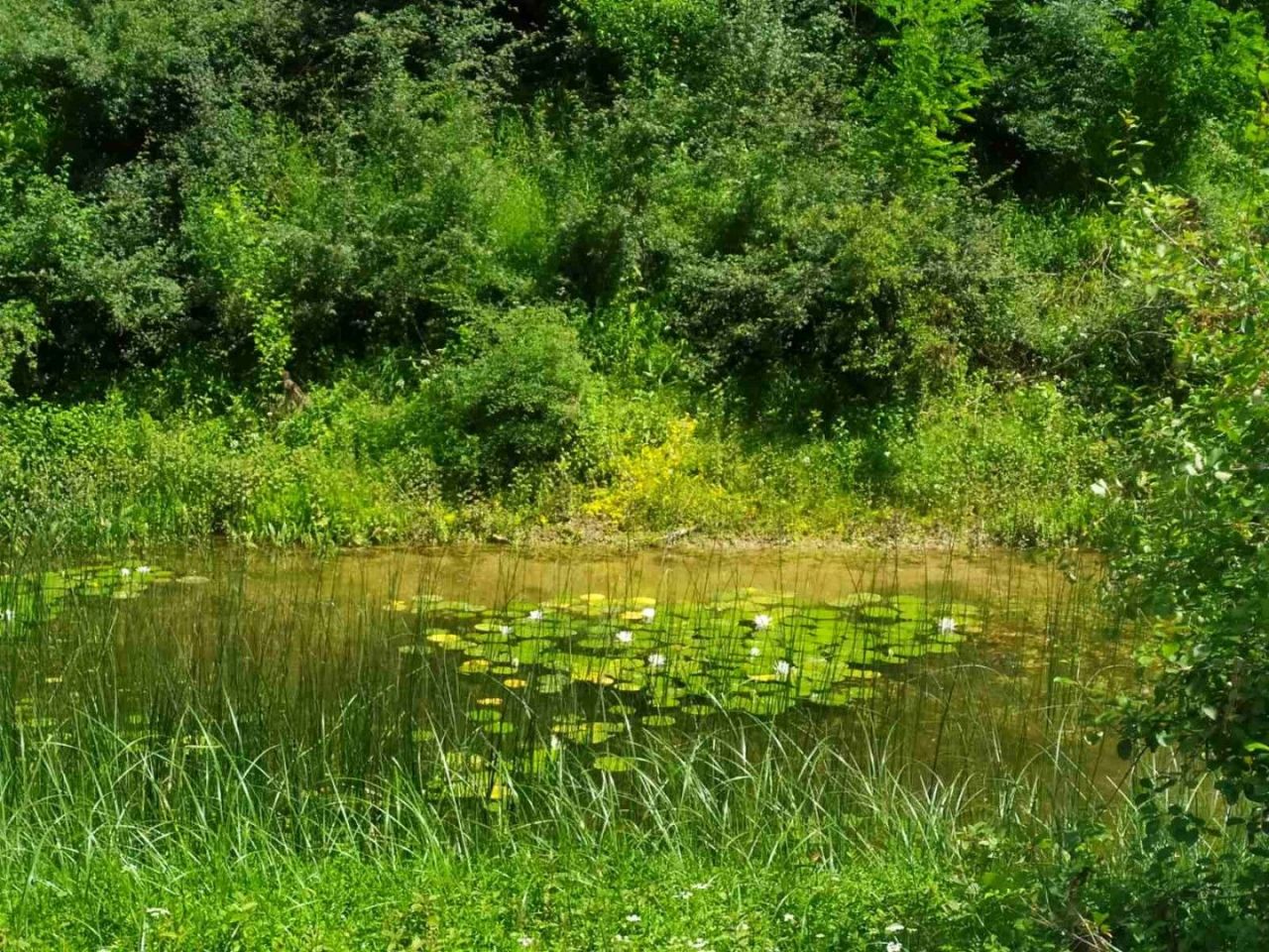 Земля в Даниловграде, Черногория, 15 500 м² - фото 8