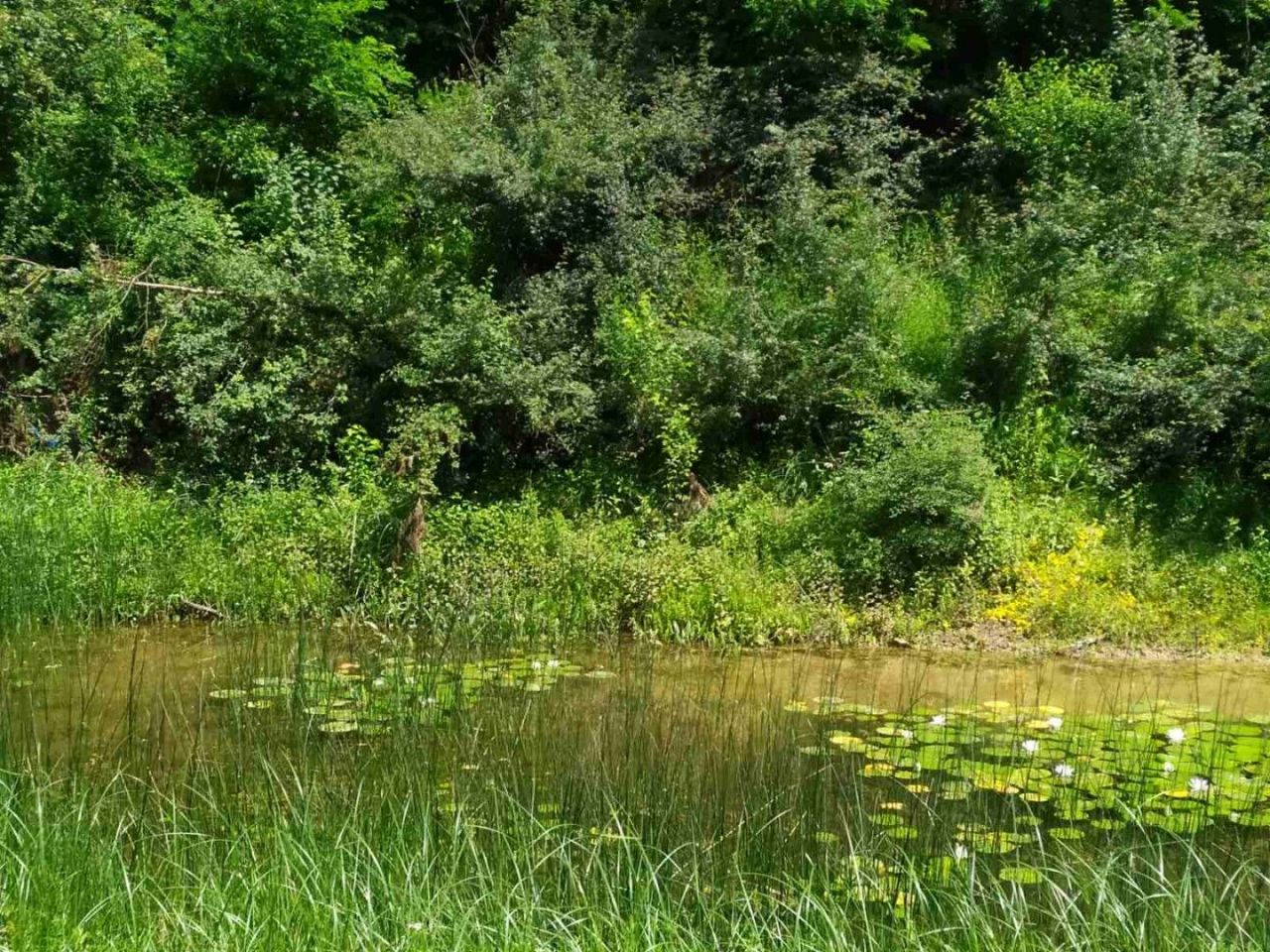 Земля в Даниловграде, Черногория, 15 500 м² - фото 9