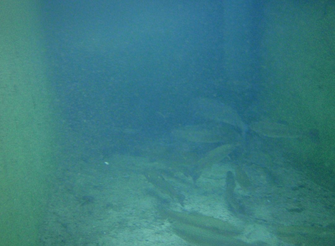 Поместье в Лиге, Сербия, 280 м² - фото 17