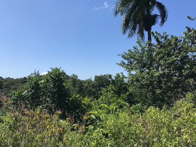 Земля в Сосуа, Доминиканская Республика, 159 000 м² - фото 6