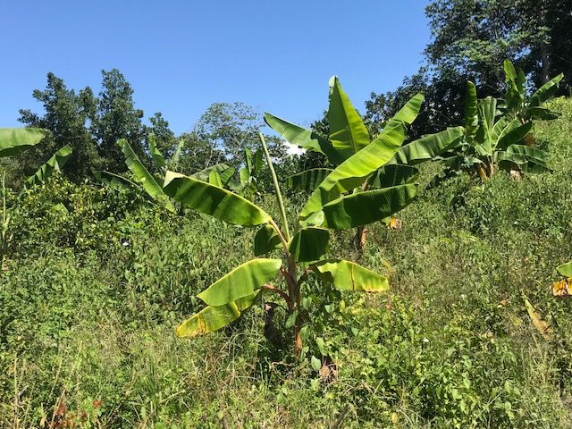 Земля в Сосуа, Доминиканская Республика, 159 000 м² - фото 7