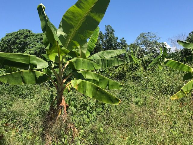 Земля в Сосуа, Доминиканская Республика, 159 000 м² - фото 10