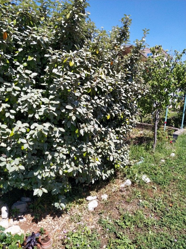 Земля в Добра Воде, Черногория, 491 м² - фото 5