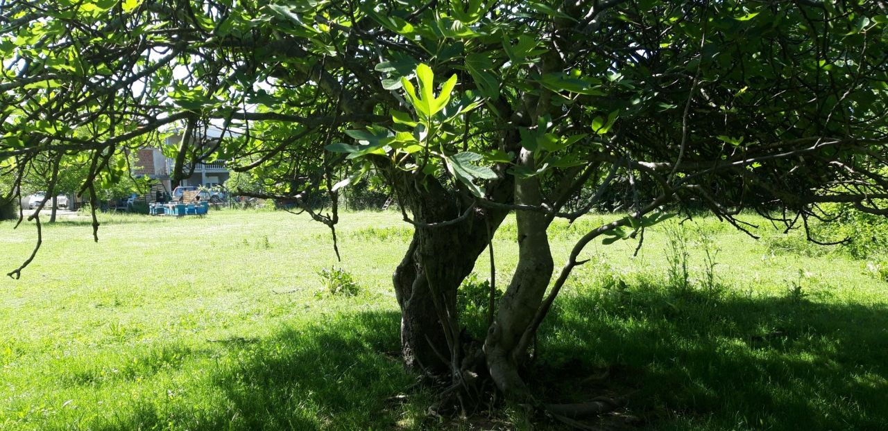 Земля в Баре, Черногория, 75 сот. - фото 6
