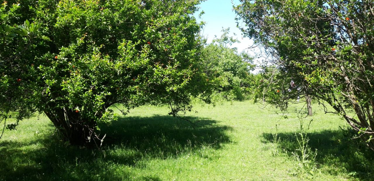 Земля в Баре, Черногория, 75 сот. - фото 5