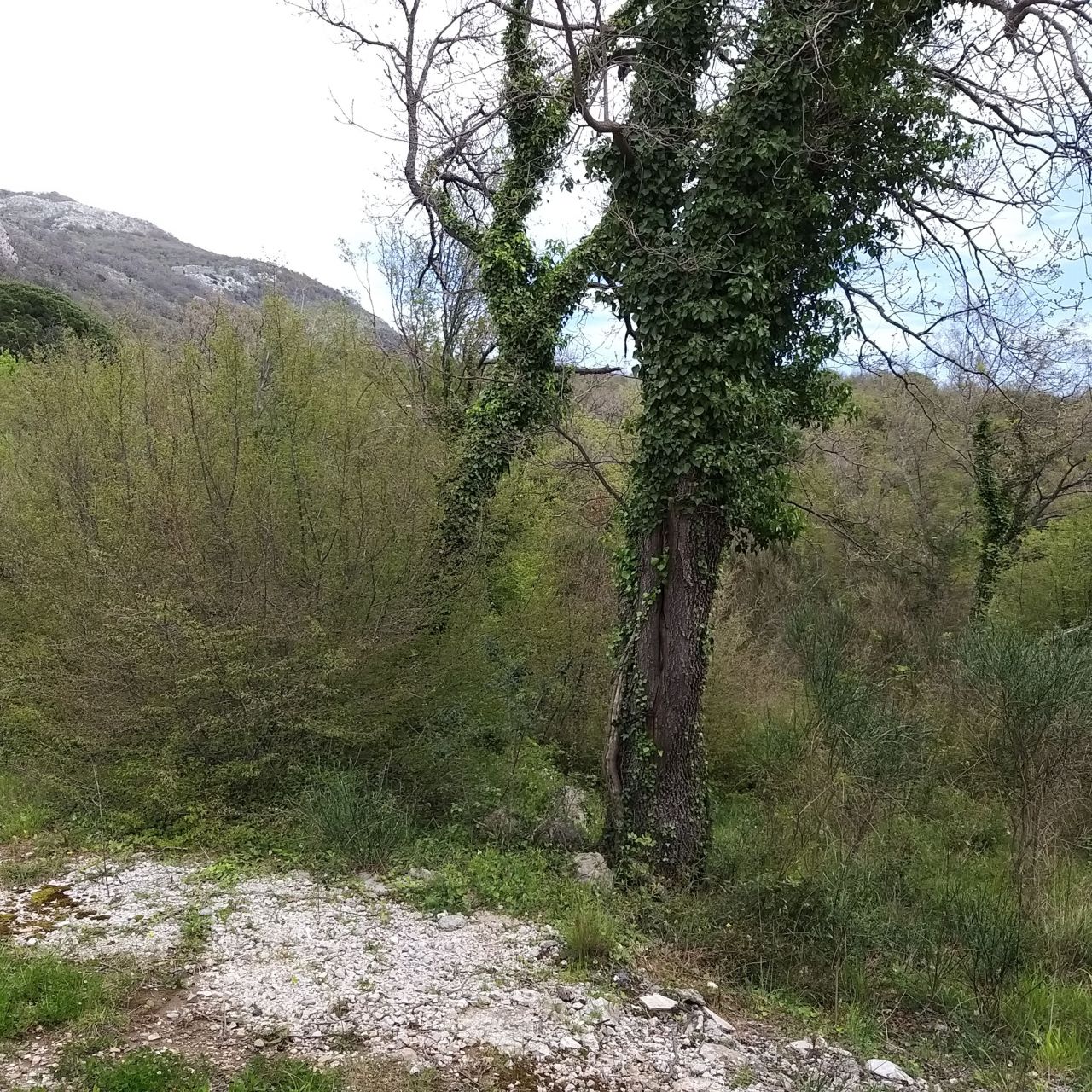 Земля в Баре, Черногория, 400 м² - фото 6