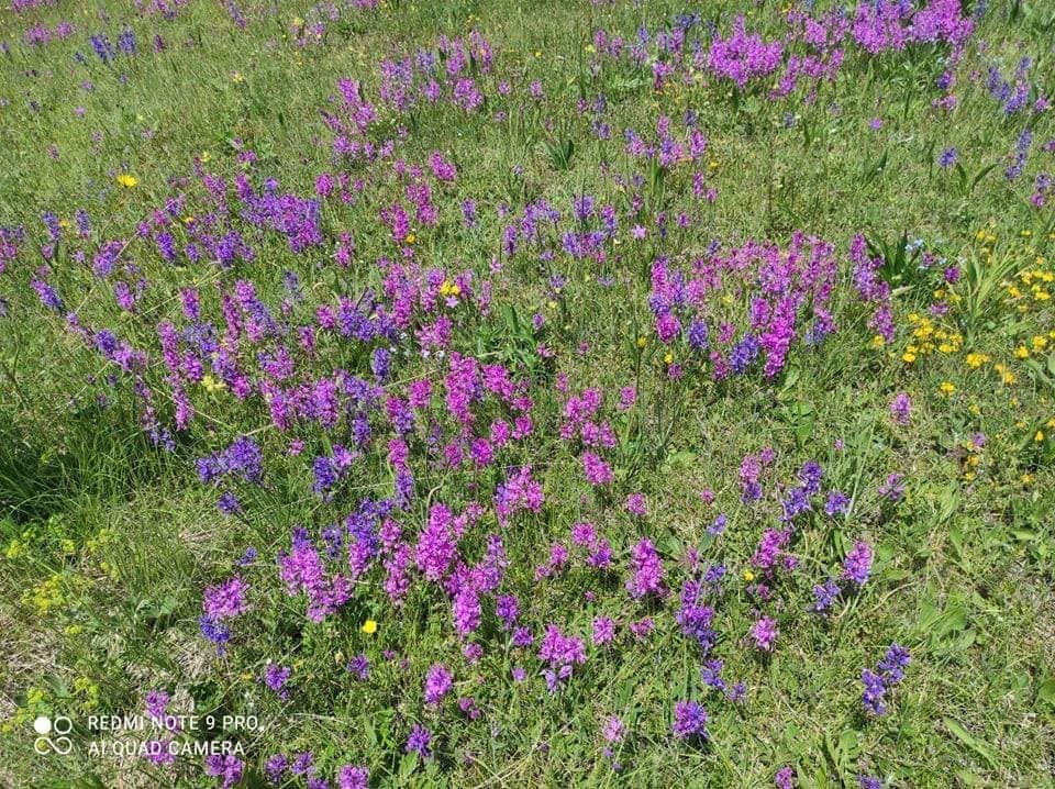 Земля в Жабляке, Черногория, 25 929 м² - фото 6