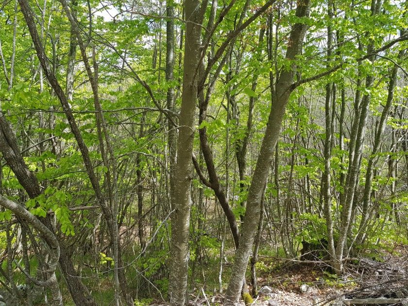 Земля в Цетине, Черногория, 28 791 м² - фото 4