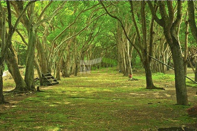 Остров о. Бали, Индонезия, 125 000 м² - фото 2