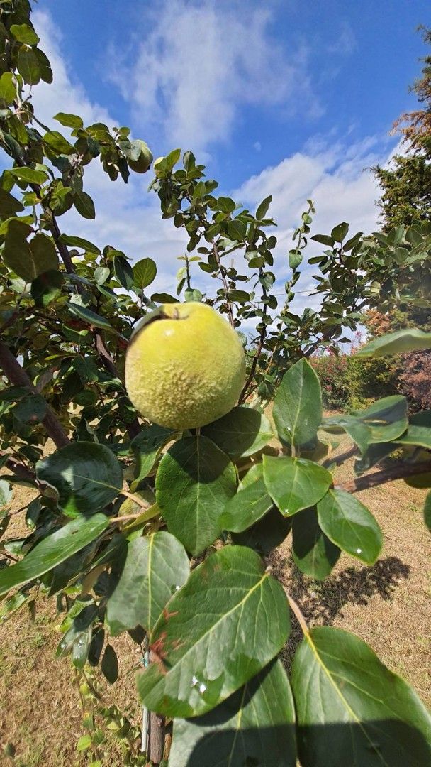 Дом в Добра Воде, Черногория, 250 м² - фото 10