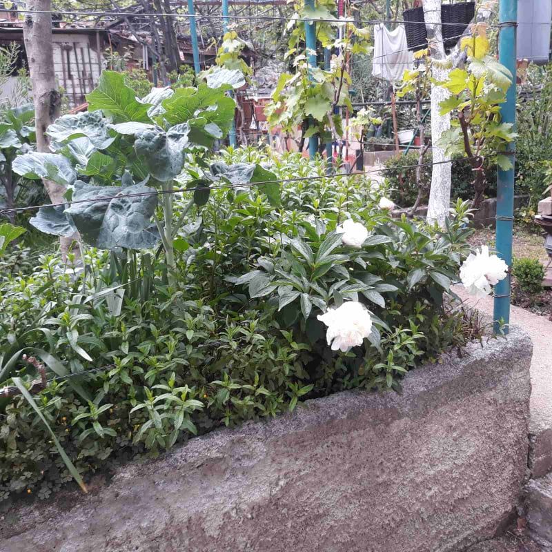 Дом в Баре, Черногория, 121 м² - фото 5