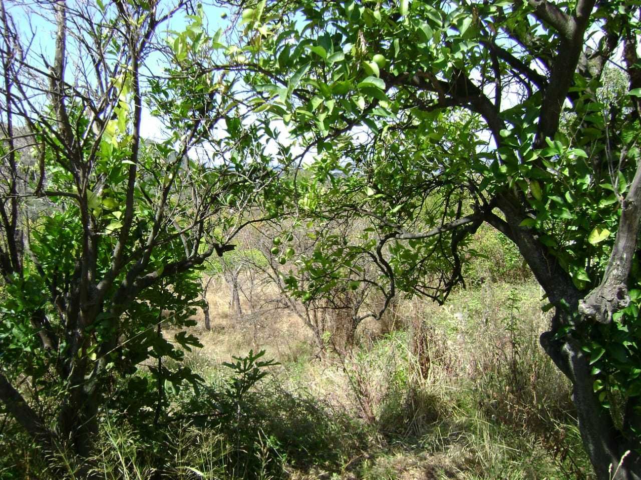 Земля в Баре, Черногория, 2 620 м² - фото 7